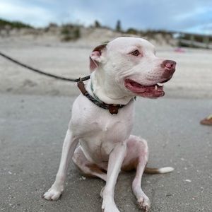 Meet your Posher, Joseph